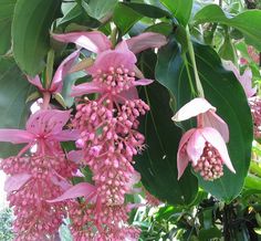 pink flowers are blooming on the tree