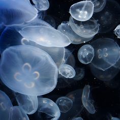 many jellyfish are swimming in the water