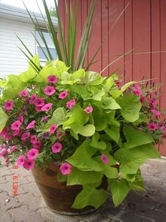 a potted plant with pink and green flowers in front of a red barn door