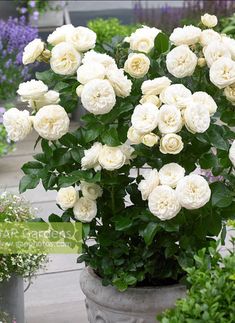 white roses are blooming in large pots on the ground near other plants and flowers