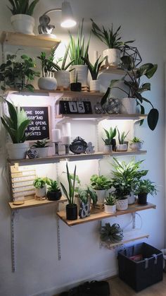 several plants are on shelves in a room