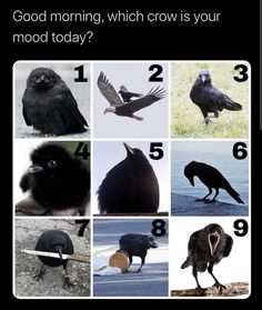 several different types of black birds with numbers in the bottom right corner and on the left side