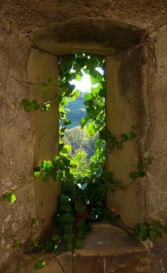 an open window with vines growing out of it