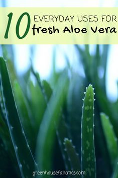 When you forget to use sunscreen or the sun surprises you one day while out and about, you generally turn to aloe vera to treat that sore and irritating Aloe Vera Plant Uses, Uses For Aloe, Aloe Uses, Plant Uses, Weddings Under 5000, Aloe Vera For Sunburn, Aloe Vera Recipes, Use Sunscreen