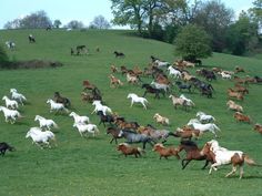 a herd of horses running across a lush green field with trees in the back ground