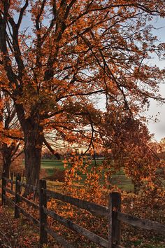 a wooden fence surrounded by trees with orange leaves