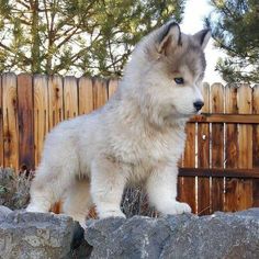 a white and gray puppy standing on top of a rock next to a wooden fence