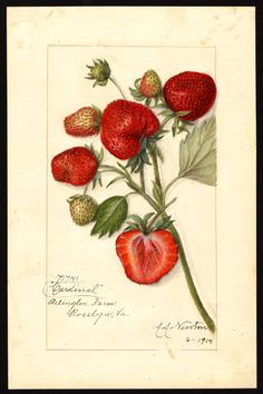 a drawing of strawberries on a branch with leaves