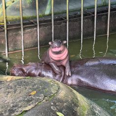 a hippopotamus laying in the water with its mouth open and tongue out