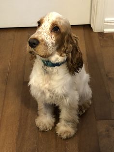 a brown and white dog sitting on top of a wooden floor next to a door