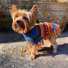 a small dog wearing a colorful sweater standing in front of a potted planter