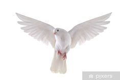 a white dove with its wings spread out in front of the camera, on a white background