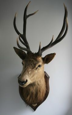 a deer head mounted on the wall