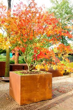 there is a small tree in the middle of two large planters with colorful leaves on them