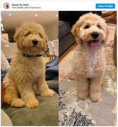 two dogs sitting on a couch in the living room, one with his tongue hanging out