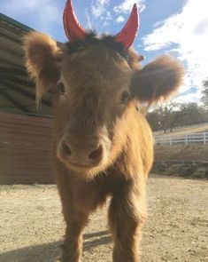 a brown cow with red horns standing on top of a dirt field next to a building