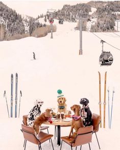 two dogs are sitting at a table in the snow with skis and equipment behind them