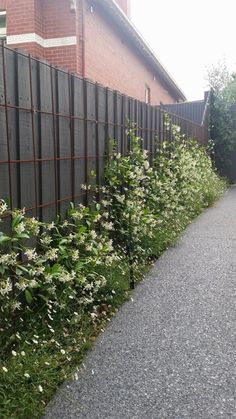 some white flowers are growing on the side of a fenced in area next to a building