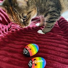 a cat standing on top of a red blanket next to two colorful rocks with faces painted on them