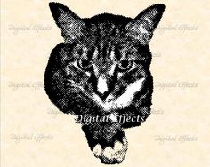 a black and white photo of a cat's face with the words digital effects