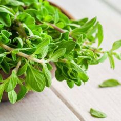 green plants are growing in a pot on the table