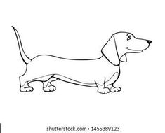 a dachshund dog is standing and looking at something in the distance on a white background