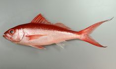 a red fish is shown on a gray surface with water in the foreground and light blue background