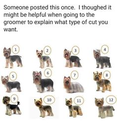 a bunch of dogs that are standing in the middle of a line with numbers on them