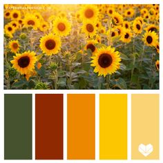 sunflowers in the field with color swatches