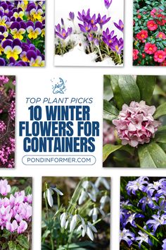 Article about the 10 best winter flowers for containers, perfect for your garden during winter. 

Winter flowers for containers, Best winter flowers, Container gardening in winter, Winter flowers