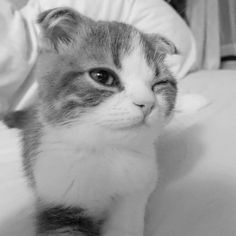 a small kitten sitting on top of a bed next to a person's hand