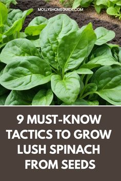 spinach plants growing in the garden with text that reads 9 must - know tricks to grow lush spinach from seeds