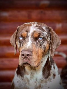 a brown and white dog with blue eyes looking at the camera while standing in front of a wooden wall