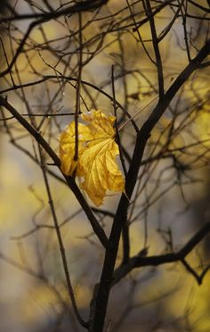 a yellow leaf on a tree branch in the fall with water droplets falling off it