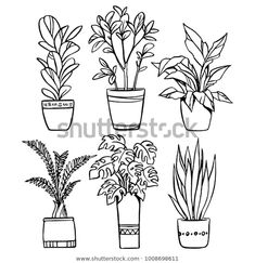 four potted plants are shown in black and white