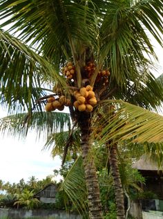 a palm tree with lots of fruit hanging from it