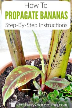 how to propagate bananas step - by - step instructions for growing banana trees