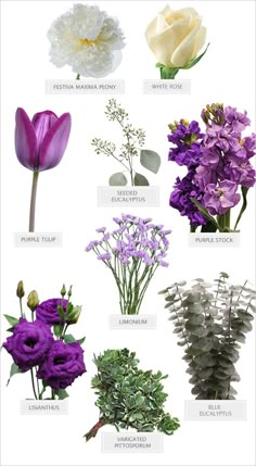 the different types of flowers are shown in this image, including purples and white