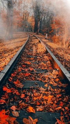 a train track with leaves on the ground and trees in the background, surrounded by fog