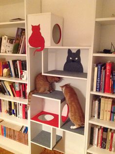 two cats sitting on top of bookshelves in a room