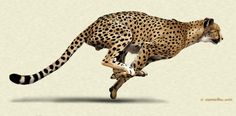 a cheetah is jumping in the air with its tail extended and it's eyes closed