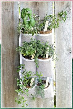 So, you finally have your herb box planter. And you're ready to plant your favorite herbs. But how much water do you put in your box? Or, is it too hot or too cold for your plants? Wall Hanging Plants Indoor, Hanging Herb Gardens, Vertical Herb Gardens, Cosmetic Inspiration, Hanging Herb Garden, Hanging Herbs, Vertical Vegetable Garden, Diy Herb Garden