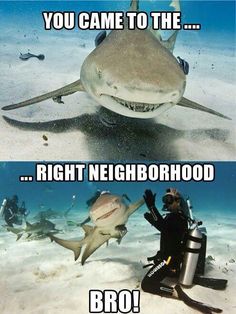 two pictures of sharks with caption that says, you came to the right neighborhood broo