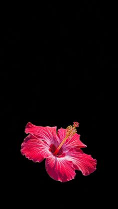 a pink flower on a black background