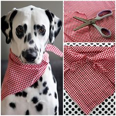 a dalmatian dog wearing a red and white checkered bandana with scissors