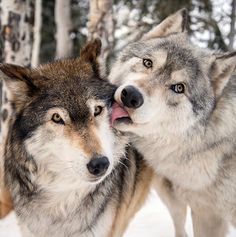 two gray wolfs standing next to each other in the snow with their mouths open