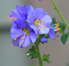 purple flowers with yellow stamens and green stems in front of a white wall