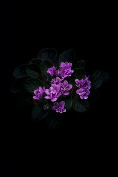 purple flowers are in the dark with green leaves