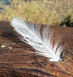 a white feather resting on top of a piece of wood