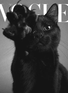 a black cat on the cover of a magazine with its paw up to it's face